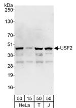 USF2 Antibody in Western Blot (WB)