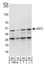 USF2 Antibody in Western Blot (WB)