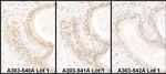 USF2 Polyclonal Antibody