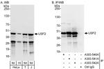 USF2 Antibody in Western Blot (WB)