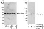 Pur-alpha Polyclonal Antibody