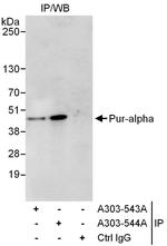 Pur-alpha Polyclonal Antibody