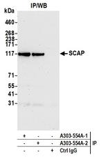SCAP Antibody in Immunoprecipitation (IP)