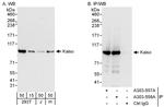 Kaiso Polyclonal Antibody