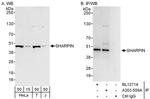 SHARPIN Antibody in Western Blot (WB)