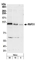 RNF31 Polyclonal Antibody