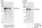 TRPS1 Antibody in Western Blot (WB)