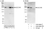 GCC185 Antibody in Western Blot (WB)