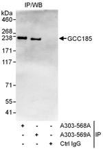GCC185 Polyclonal Antibody