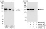 NFATc3 Polyclonal Antibody