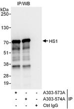 HS1 Antibody in Immunoprecipitation (IP)