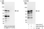 HS1 Antibody in Western Blot (WB)