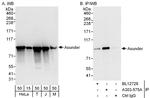 Asunder Polyclonal Antibody