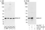 Bcl10 Antibody in Western Blot (WB)