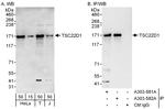 TSC22D1 Polyclonal Antibody