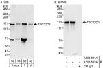 TSC22D1 Antibody in Western Blot (WB)