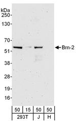 Brn-2 Polyclonal Antibody