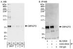 CBFA2T2 Polyclonal Antibody