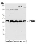 PDCD2 Polyclonal Antibody