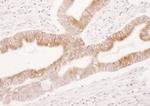 COX-2 Antibody in Immunohistochemistry (Paraffin) (IHC (P))