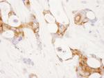 COX-2 Polyclonal Antibody