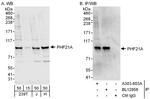 PHF21A Polyclonal Antibody
