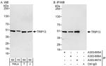 TRIP13 Polyclonal Antibody