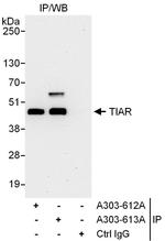 TIAR Polyclonal Antibody