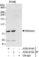 Metnase Polyclonal Antibody