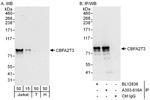 CBFA2T3 Antibody in Western Blot (WB)