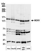 MDR1/ABCB1 Polyclonal Antibody