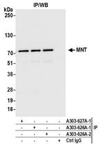 MNT Antibody in Immunoprecipitation (IP)