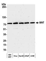 MNT Polyclonal Antibody