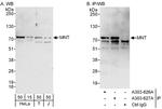 MNT Antibody in Western Blot (WB)