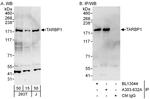 TARBP1 Polyclonal Antibody