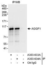 AGGF1 Polyclonal Antibody