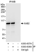 XAB2 Polyclonal Antibody