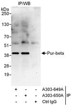 Pur-beta Polyclonal Antibody