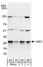 YAF2 Polyclonal Antibody