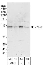 ZXDA Polyclonal Antibody