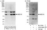 MED16 Polyclonal Antibody