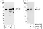 SRp75 Antibody in Western Blot (WB)