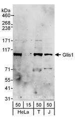 Glis1 Polyclonal Antibody