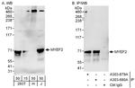 MYEF2 Polyclonal Antibody