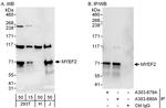 MYEF2 Polyclonal Antibody