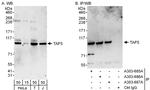 TAF5 Antibody in Western Blot (WB)