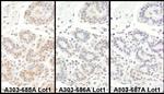 TAF5 Polyclonal Antibody