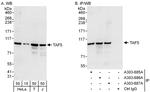 TAF5 Antibody in Western Blot (WB)