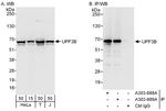 UPF3B Antibody in Western Blot (WB)