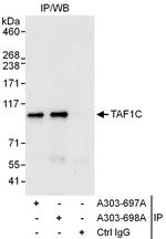 TAF1C Polyclonal Antibody